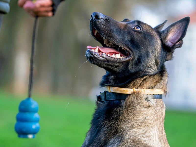 Originally bred to herd sheep in their native Belgium, the Belgian Malinois is increasingly becoming a popular pet in the UK - with registrations up 741 per cent since 1997.