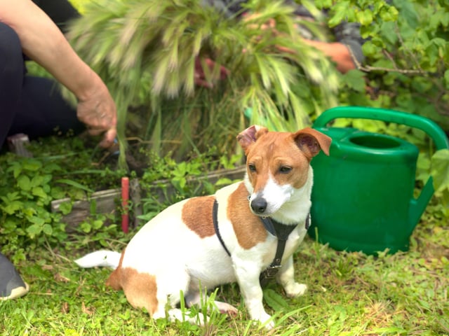 Dogs love to dig, so an exposed area of soil is really inviting for your pup. Smooth over or remove any piles of soil to prevent mess and spreading more dirt.