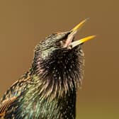 Stunt flying starlings have been causing power problems in Airth