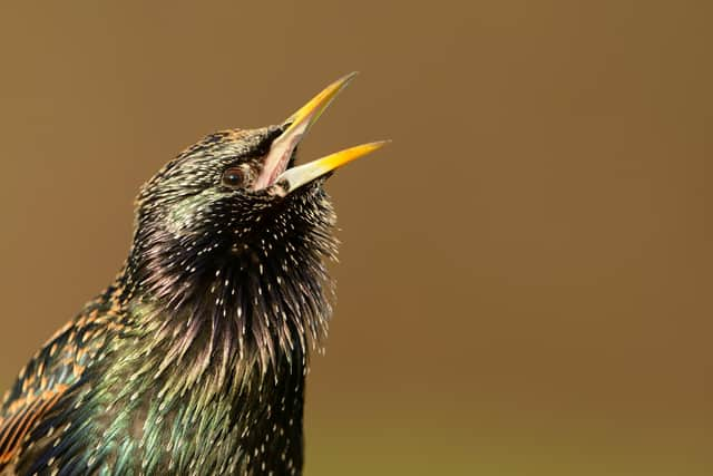 Stunt flying starlings have been causing power problems in Airth