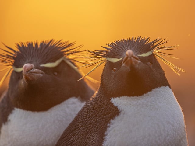 Two Falkland Rockhoppers at dawn at Bleaker Island, Falklands.