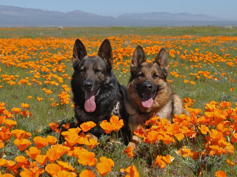 In 1980s Holland, theatre director Whim Schipper staged a play starring six German Shepherds, sending the dogs to drama lessons and giving them treats for acting well. The play, a domestic drama about a girl bringing a new boyfriend to meet her family, was unfortunately a flop.
