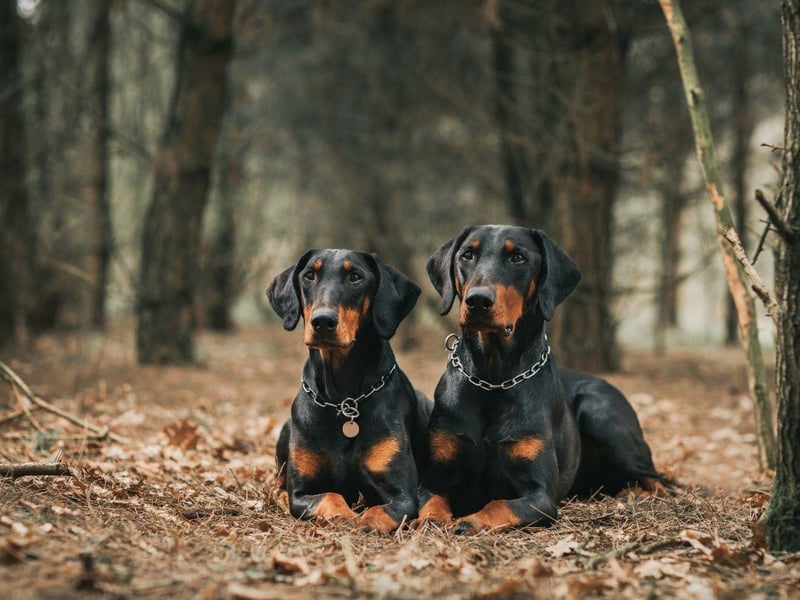 The Doberman Pinscher has teeth as immaculate as it's physique - with brains to match.