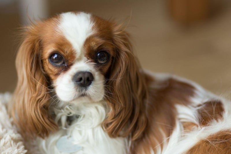Even a small flat is fine for a cute and cuddly Cavalier King Charles Spaniel - with a couple of walks around the block they'll be happy to spend the rest of their day curled up on your lap.