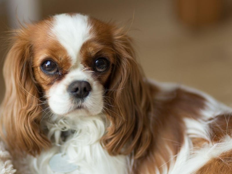 Even a small flat is fine for a cute and cuddly Cavalier King Charles Spaniel - with a couple of walks around the block they'll be happy to spend the rest of their day curled up on your lap.