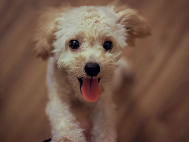 With its pampered reputation it might be a surprise to many that the Poodle isn't higher up on this list - with an average spend of £1,190.52.