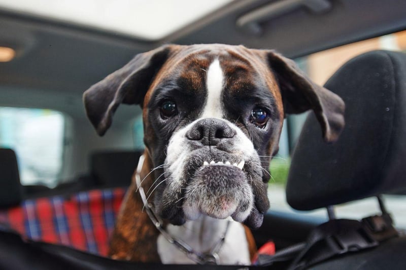 Another smaller breed that can develop hip dysplasia at any time of life is the Boxer. Dogs with the disporder can still lead long, full lives, especially with treatment.