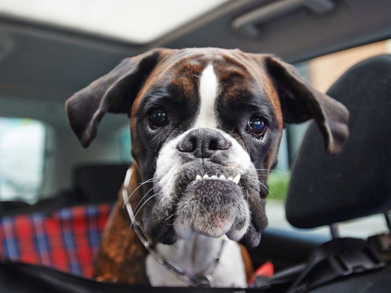 Another smaller breed that can develop hip dysplasia at any time of life is the Boxer. Dogs with the disporder can still lead long, full lives, especially with treatment.