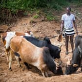Pastoralist herdsman Mekonen Sofar, 38, takes his cattle to a dry river bed where he will excavate to find water to supply to his livestock in Mukecha Kebele, Ethiopia. Mekonen Is feeling the effects of climate change as his livestock numbers dwindle and he finds it hard to feed and water them in a continuous drought environment. His household benefited from BRACE from his wife being a member of the local self help group and weather listening group. (Picture: Elizabeth Dalziel)