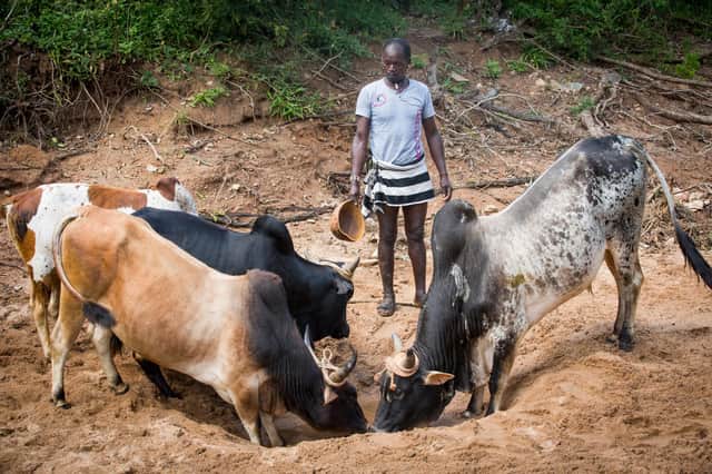 Pastoralist herdsman Mekonen Sofar, 38, takes his cattle to a dry river bed where he will excavate to find water to supply to his livestock in Mukecha Kebele, Ethiopia. Mekonen Is feeling the effects of climate change as his livestock numbers dwindle and he finds it hard to feed and water them in a continuous drought environment. His household benefited from BRACE from his wife being a member of the local self help group and weather listening group. (Picture: Elizabeth Dalziel)
