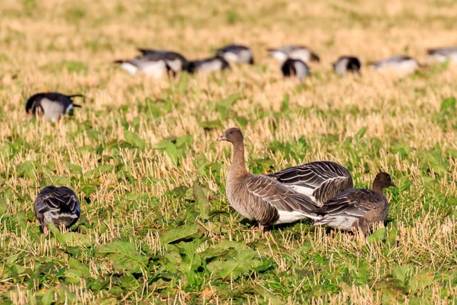 By November most of the migratory birds that overwinter in Scotland's (relatively) mild climate have arrived and can be seen on lochs, rivers and even city ponds. They include the Pink-Footed Goose, who breed in Iceland and Greenland before heading here for their holidays.