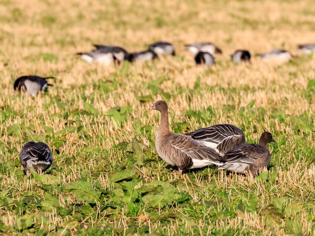 By November most of the migratory birds that overwinter in Scotland's (relatively) mild climate have arrived and can be seen on lochs, rivers and even city ponds. They include the Pink-Footed Goose, who breed in Iceland and Greenland before heading here for their holidays.