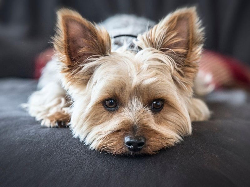 Yorkshire Terriers may be energetic but, due to their diminutive size, most of their exercising can be done indoors. They are also happy being left alone for long periods, although some Yorkies do have a tendency to bark, so beware if you have thin walls and impatient neighbours.