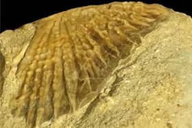 A photo issued by University of Portsmouth of a fossil of a sturgeon estimated to be more than 66 million years old that has been the first to be found in Africa