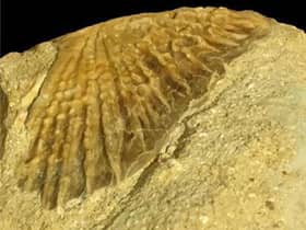 A photo issued by University of Portsmouth of a fossil of a sturgeon estimated to be more than 66 million years old that has been the first to be found in Africa