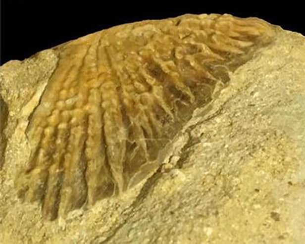 A photo issued by University of Portsmouth of a fossil of a sturgeon estimated to be more than 66 million years old that has been the first to be found in Africa
