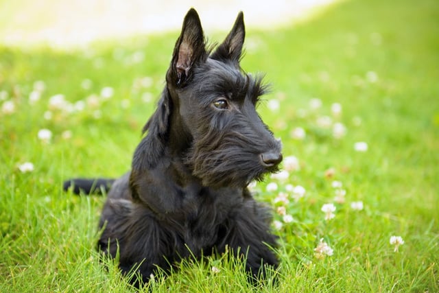 The second most successful dog breed at Westminster is also a terrier - the Scottish Terrier with eight wins.