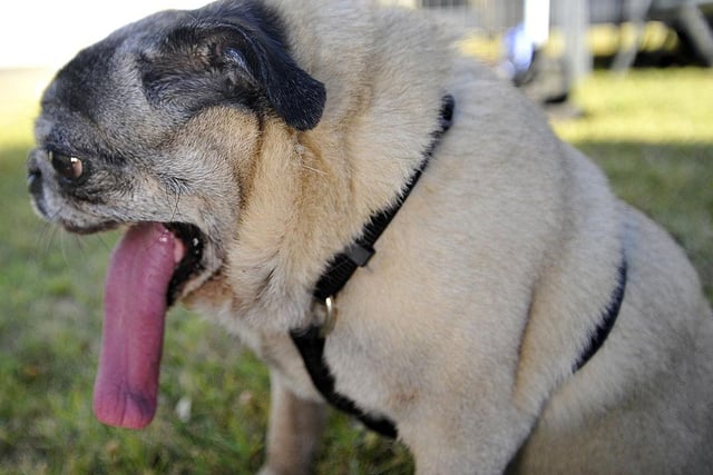 Penny, a pure bred Pug, awaits the start of the World's Ugliest Dog competition in 2013.