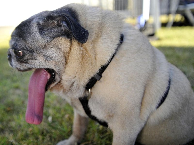 Penny, a pure bred Pug, awaits the start of the World's Ugliest Dog competition in 2013.