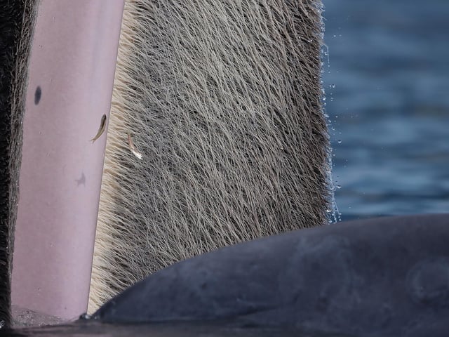 Undated handout photo issued by Natural History Museum. The success of Thai teenager Katanyou Wuttichaitanakorn in winning the Young Wildlife Photographer of the Year title was due to his fascination with the colours of a baleen whale.
He was intrigued when a Bryde’s whale surfaced close to his boat, by the contrasting colours and textures of its dark skin, pink gum and the brush-like feeding mass that hung from its top jaw.