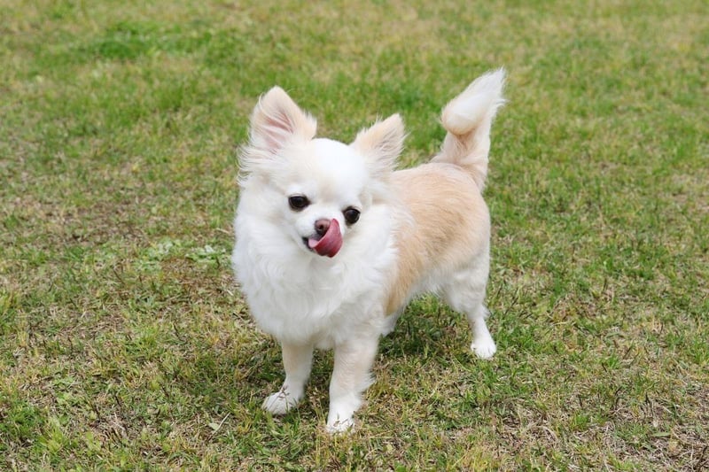 The world's smallest dog breed is also one of the healthiest. The tiny Chihuahua has very few ailments particular to the breed, although older dogs may develop eye and cardiac issues - much like humans.