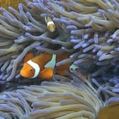 Fish swimming through the coral on Australia's Great Barrier Reef. ScottishPower Foundation has created a new Marine Biodiversity Fund to contribute to the global objectives of protecting our seas and enhancing marine biodiversity. (Photo: William West/AFP via Getty Images)