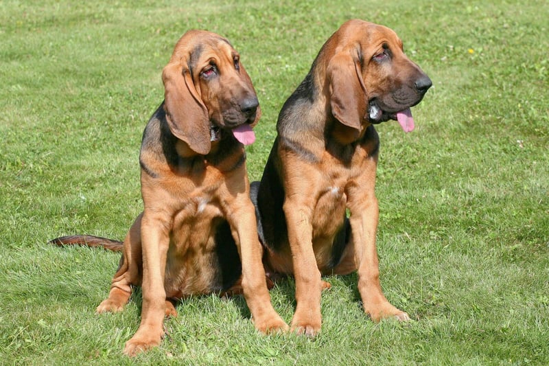 The Bloodhound has the best sense of smell in the canine world so could happily track down a burglar. Just don't ask them to stop the crime in the first place though - they'll welcome all and sundry into their home.