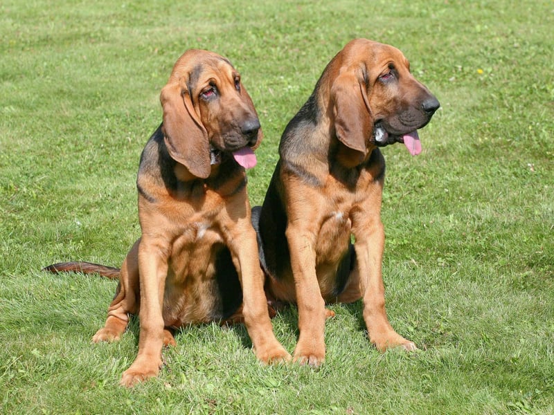 The Bloodhound has the best sense of smell in the canine world so could happily track down a burglar. Just don't ask them to stop the crime in the first place though - they'll welcome all and sundry into their home.
