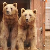 Benji and Balu now have a happy home at Wildheart Animal Sanctuary