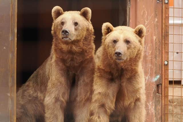 Benji and Balu now have a happy home at Wildheart Animal Sanctuary