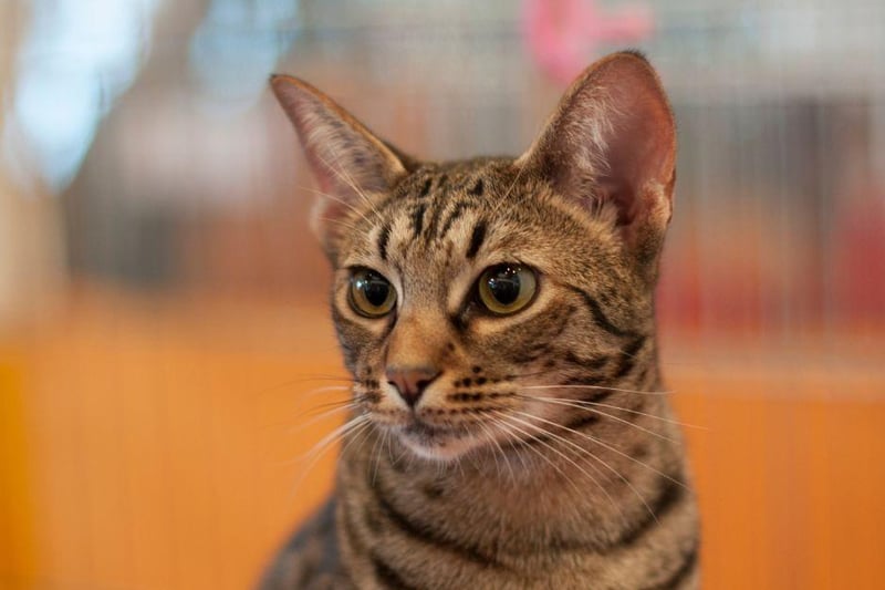 These sociable cats are fast and agile, the Ocicat is one of the most energetic cats around and were bred from Abyssinians, Siamese and American Shorthairs.