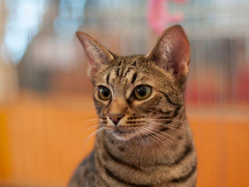 These sociable cats are fast and agile, the Ocicat is one of the most energetic cats around and were bred from Abyssinians, Siamese and American Shorthairs.