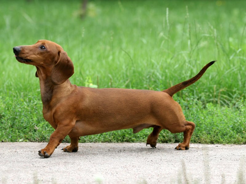 They may not be bred for speed but racing Dachshunds is incredibly popular in the USA. The 'Wiener Nationals' regularly attract thousands of spectators in events held across the country.
