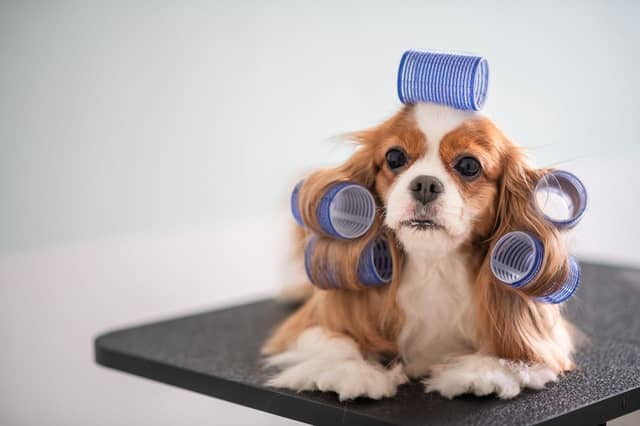 Some dogs need more grooming than others.