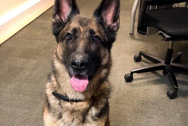 PD Harper after finding two suspects of high speed police chase.