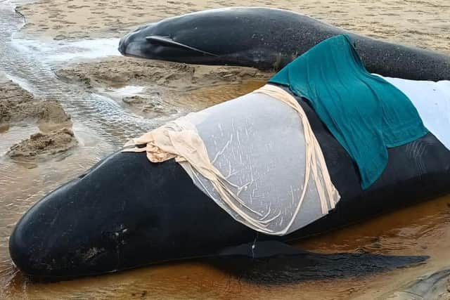 Pilot whales from a pod of more than 50 which died following a mass stranding on Traigh Mhor in North Tolsta, on the Isle of Lewis. Picture: Mairi Robertson-Carrey/Cristina McAvoy/BDMLR/PA Wire