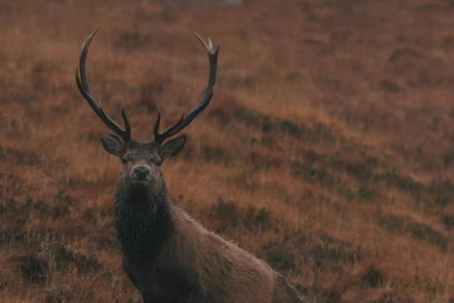 The film focuses on the fiery debate over how to manage Scotland's 350,000 red deer and their impact on wild landscapes