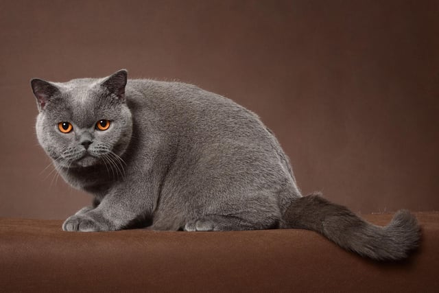 While the British Shorthair does like to be given attention, it doesn't rely on it due to its independent nature. Slightly more playful as kittens and young cats, this breed gets calmer with age.