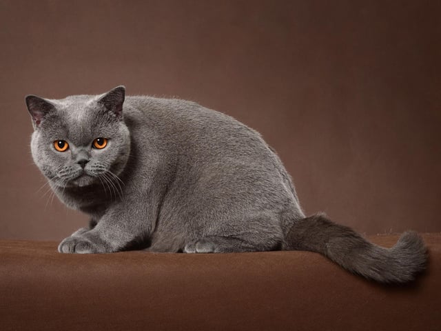 While the British Shorthair does like to be given attention, it doesn't rely on it due to its independent nature. Slightly more playful as kittens and young cats, this breed gets calmer with age.