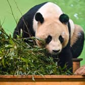 Edinburgh Zoo operator the Royal Zoological Society of Scotland is among the names on the open letter to Rishi Sunak.
