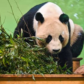 Edinburgh Zoo operator the Royal Zoological Society of Scotland is among the names on the open letter to Rishi Sunak.