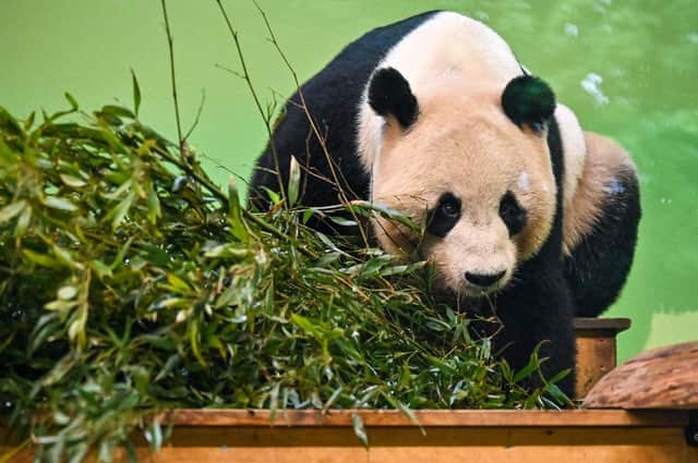 Brexit anniversary: Scottish zoos and aquariums tell Rishi Sunak  conservation breeding programmes of endangered animals in jeopardy due to  Brexit | The Scotsman