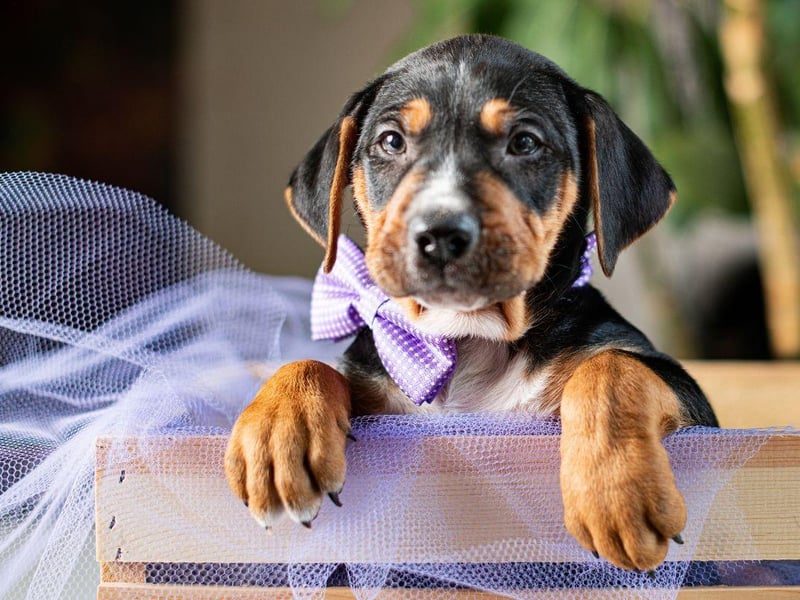 Bred in its native America to hunt racoons, the Black and Tan Coonhound can trace its heritage back to the Talbot Hound that was a common in 11th century England. It is one of six breeds of Coonhound recognised by the American Kennel Club - but the only one recognised by the UK Kennel Club.