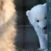 The Royal Zoological Society of Scotland (RZSS) has shared adorable new images of the UK’s youngest polar bear at Highland Wildlife Park.