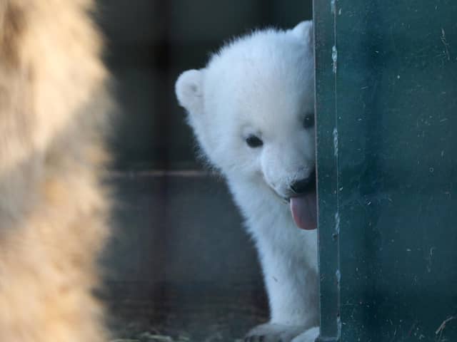 The Royal Zoological Society of Scotland (RZSS) has shared adorable new images of the UK’s youngest polar bear at Highland Wildlife Park.