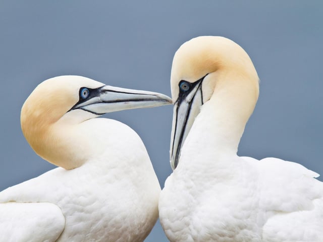 The sleek and elegant gannet migrates to Scotland to raise their young over the summer. The largest colony of the eye-catching birds on the Bass Rock is relatively easy to get to, with regular boats leaving from the Scottish Sea Bird Centre in North Berwick. Watching them dive into the sea at high speed to catch fish is a spectacular sight.
