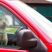 The top 10 most dog-friendly road trips in Scotland revealed.