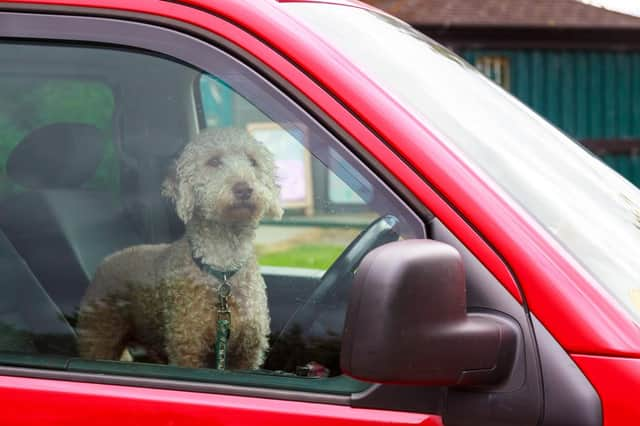 The top 10 most dog-friendly road trips in Scotland revealed.