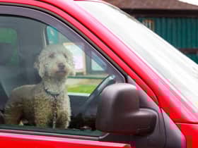 The top 10 most dog-friendly road trips in Scotland revealed.