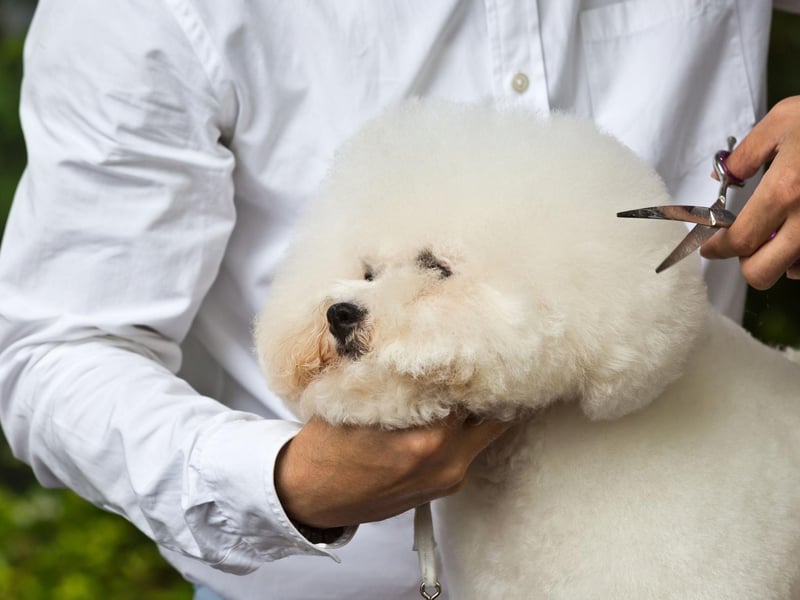 Although often thought of as a typically French dog breed, the Bichon Frise is in fact originally from Spain. The French are, however, responsible for developing them into the perfect lap dog we know today.